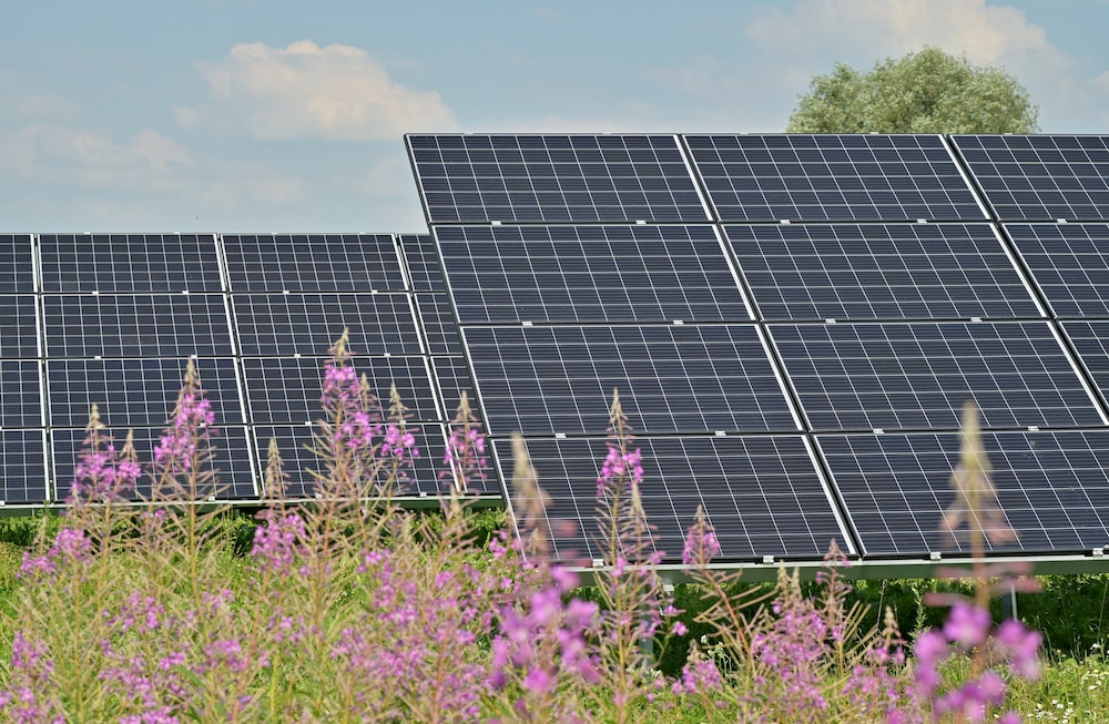 solar panels in a field.  